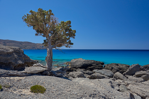 Lone tree clings to coastal rocks south of Elafonisi, Crete