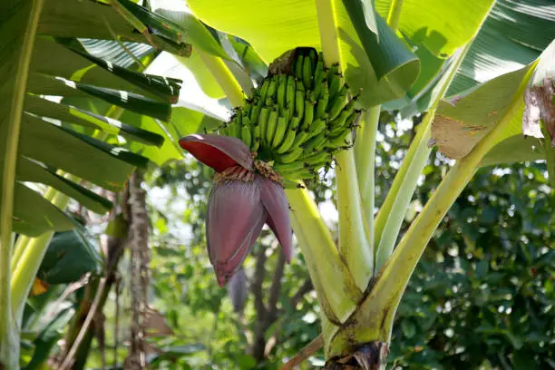 mata de sao joao, bahia / brazil - october 25, 2020: banana fruit plantation on a farm in the rural area of the city of Mata de Sao Joao.