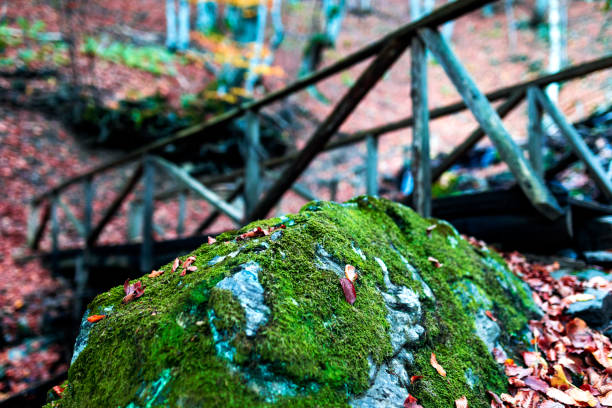 Old wooden  bridge in a autumn forest.Close up.In front of bridge  is a stone covered with moss