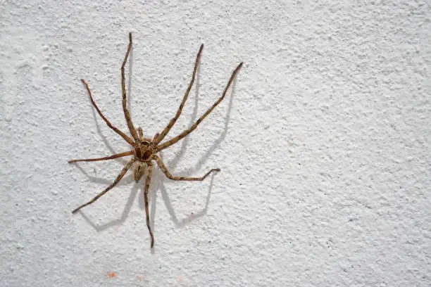 Photo of A spider on a white wall