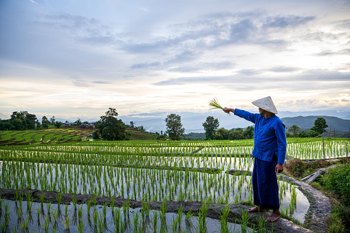 Farmers farming on rice terraces. Ban Pa Bong Piang, Mae Chaem, Chiangmai, Thailand.