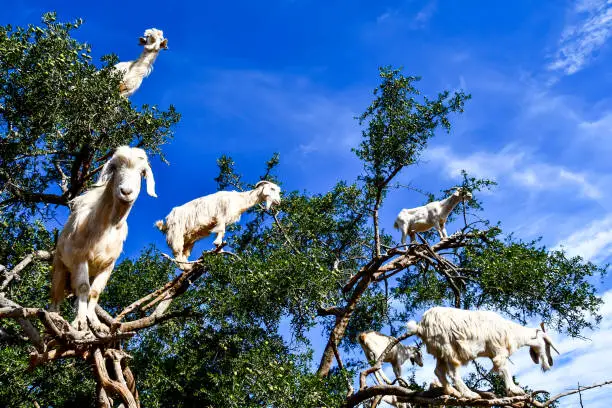 Photo of Argan trees and the goats on the way between Marrakesh and Essaouira in Morocco