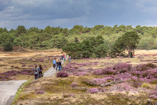 国立公園ホーゲ・ヴェルウェ、オッターロ、オランダ - apeldoorn ストックフォトと画像