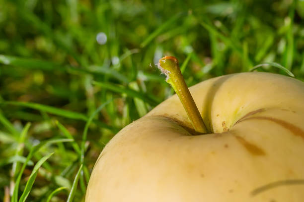 Harvest autumn. Yellow apple on green grass close-up. Natural sunlight in the early morning.