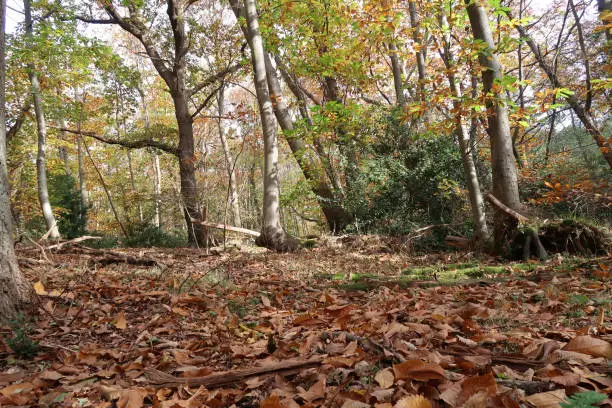 Autumn leaves and colours in ancient Norsey wood woodland natural parkland. Outdoors on a bright autumn winter day. Billericay, Essex, United Kingdom, November 5, 2020