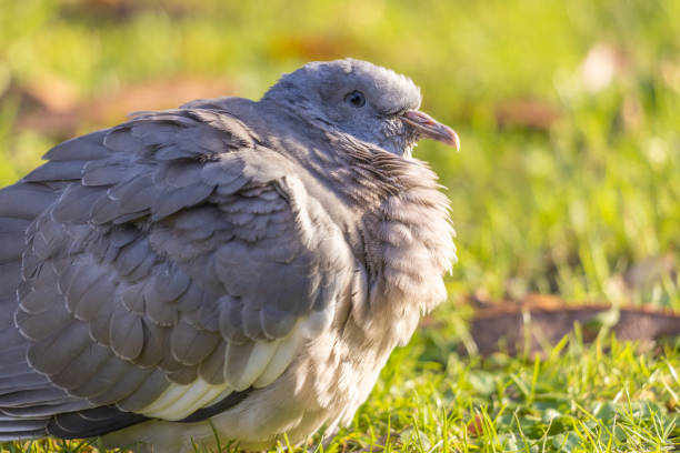 istock Wild Pigeon Sitting in the Grass 1284060550