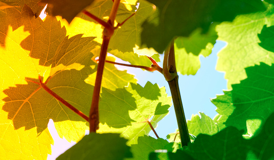 In the Vineyard, wine leafes against the blue sky
