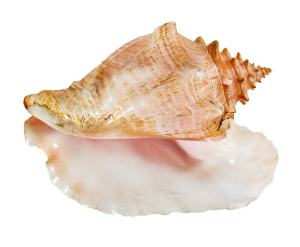 istock Sea shell isolated on a white background. Beautiful seashell 1284062316