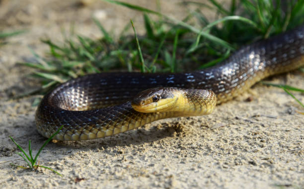 istock the Aesculapian snake in natural habitat (elaphe longissima) 1284062377