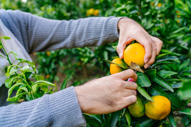 istock Young male farmer harvesting ripe oranges from trees 1284062671