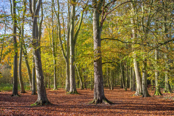 istock Fall woodland landscape 1284063260