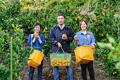 オレンジ畑の若い農民の肖像