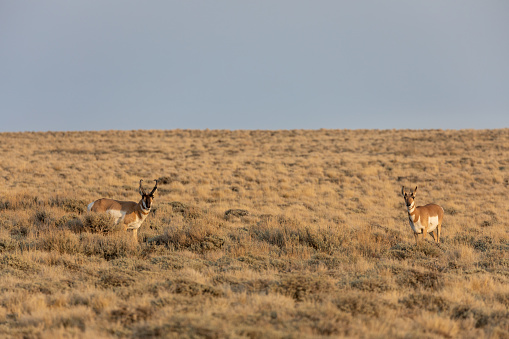 a pronghorn antelope buck and doe in the red desert of Wyoming