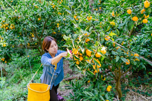 istock Young female farmer harvesting ripe oranges from trees 1284064167