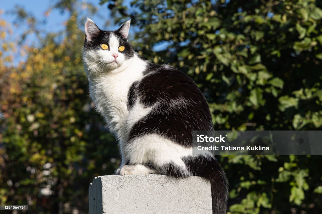 Kucing Hitam Dan Putih Muda Dewasa Yang Cantik Dengan Mata Kuning Besar
