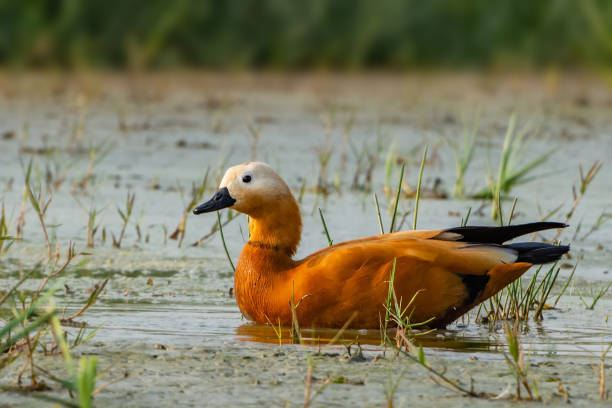 ラディ・シェルダック (タドルナ・フェルギネア) - shelduck anseriformes duck goose ストックフォトと画像