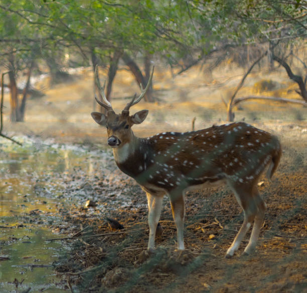 istock Deer in Delhi park area 1284064954