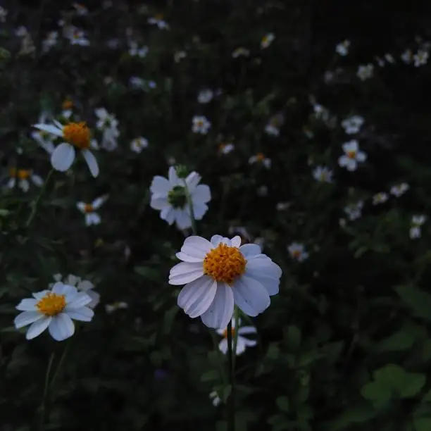 MOJOKERTO CITY, INDONESIA , NOVEMBER 7 2020. This is a portrait of some white flowers