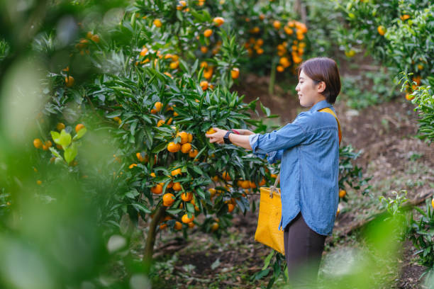 Young female farmer harvesting ripe oranges from trees
