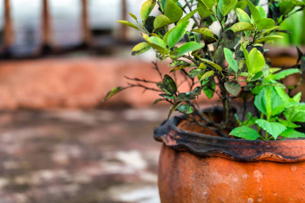 istock Diseased Orange tree with sooty fungal mold 1284065518