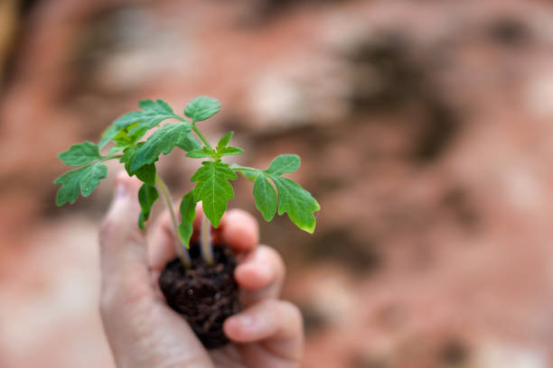 istock Hand gently holding young tomato plant vine 1284066159