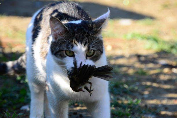Domestic cat caught a bird Cat after successfull hunt, Cat holds prey in his teeth taxidermy cat stock pictures, royalty-free photos & images