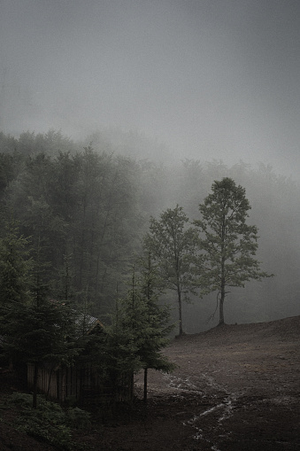 Mountin log with dark fog and forest