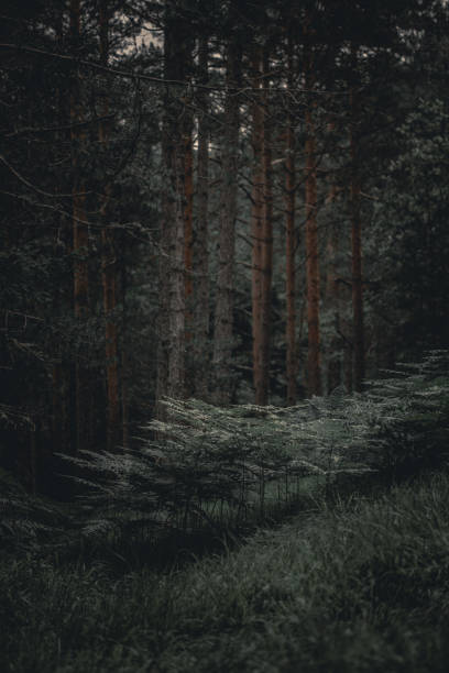 istock Forest Of Ferns 1284066552