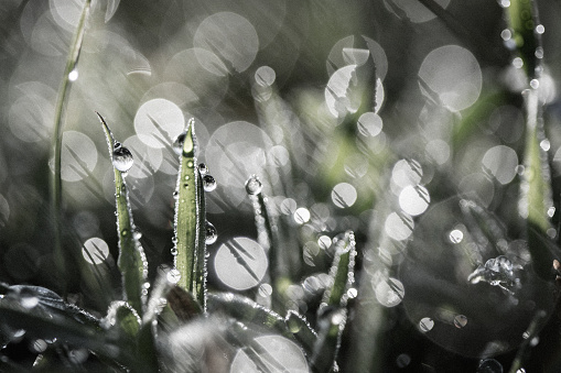 Macro of grass with water drops