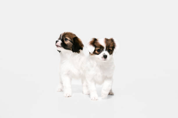 istock Studio shot of Papillon Fallen little dogs isolated on white studio background 1284066613
