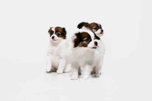 Studio shot of Papillon Fallen little dogs isolated on white studio background