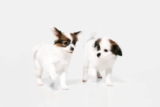 istock Studio shot of Papillon Fallen little dogs isolated on white studio background 1284066620