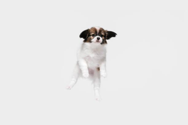 istock Studio shot of Papillon Fallen little dog isolated on white studio background 1284066624