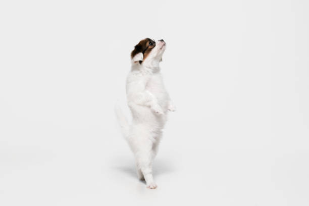 istock Studio shot of Papillon Fallen little dog isolated on white studio background 1284066629