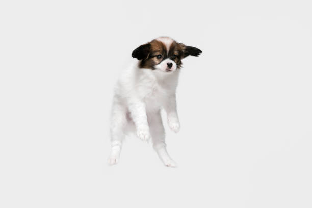 istock Studio shot of Papillon Fallen little dog isolated on white studio background 1284066633