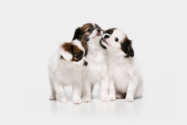 istock Studio shot of Papillon Fallen little dogs isolated on white studio background 1284066634