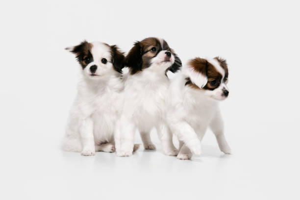 istock Studio shot of Papillon Fallen little dogs isolated on white studio background 1284066636