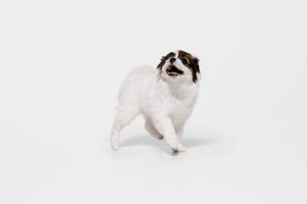istock Studio shot of Papillon Fallen little dog isolated on white studio background 1284066651