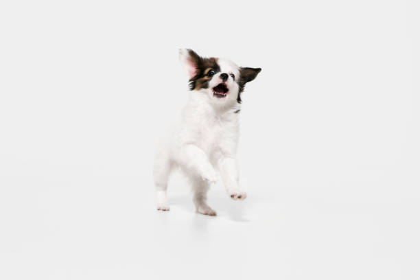 istock Studio shot of Papillon Fallen little dog isolated on white studio background 1284066652