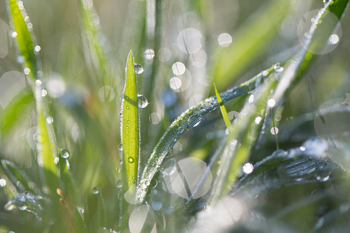 Close up of grass with dew, early morning
