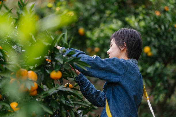 istock Young female farmer harvesting ripe oranges from trees 1284066900