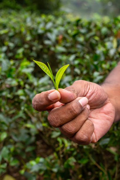 young tea leaves are in the hand. harvesting tea. - tea pickers imagens e fotografias de stock