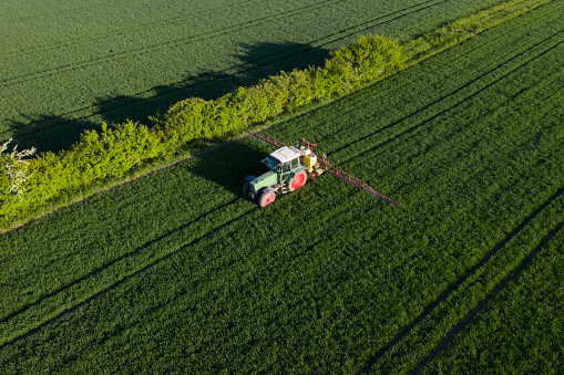 Tractor spraying pesticides on big green field with young grain.