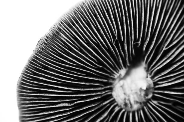 cubensis magische pilze schwarze sporen - magic mushroom psychedelic mushroom fungus stock-fotos und bilder