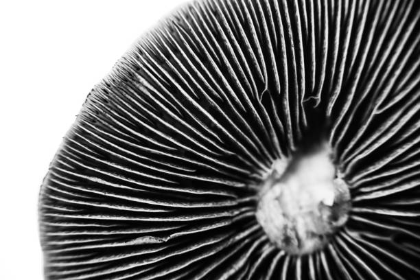 クボックスンシス魔法のキノコ黒い胞子 - spore ストックフォトと画像