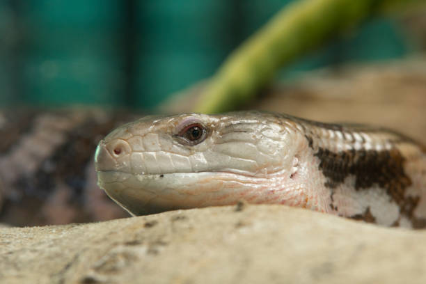 istock Closeup of the head of a lizard 1284069451