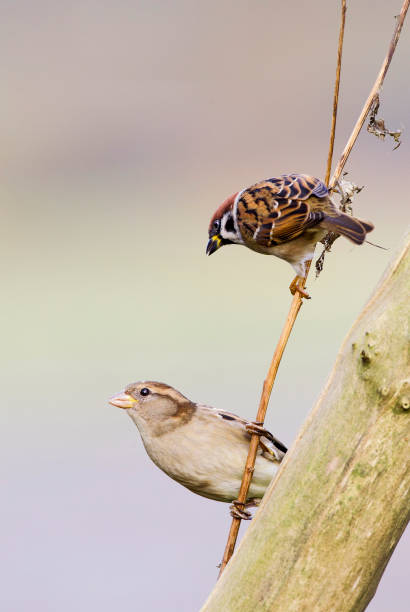 istock Eurasian Tree Sparrow and House Sparrow perched on a branch 1284070984