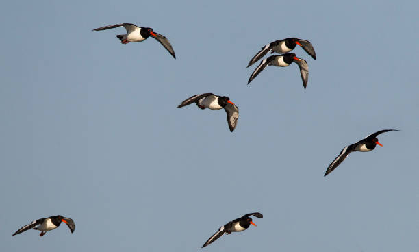 istock Eurasian Oystercatcher, Haematopus ostralegus 1284071786
