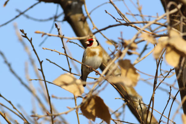 Carduelis carduelis bird resting on a tree branch Carduelis carduelis bird resting on a tree branch kartal stock pictures, royalty-free photos & images