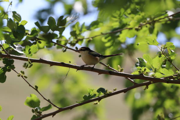 istock Masked Shrike bird among the tree 1284072968